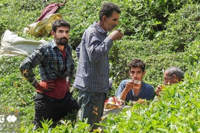 آمادگی دیوان محاسبات گیلان برای کمک به توسعه چای در گیلان