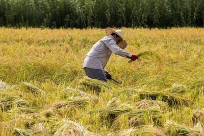 کشاورزان خواستار ممنوعیت واردات برنج تا 4 ماه پس از برداشت شدند