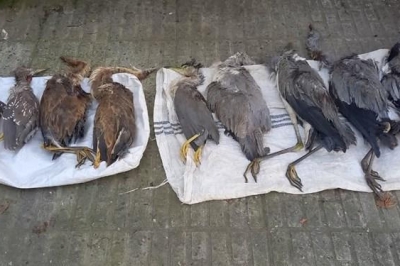 شکارچیان بی رحم پرندگان در شفت دستگیر شدند + فیلم