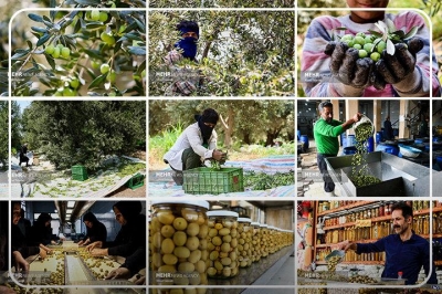 زیتون گیلان در مسیر خودکفایی روغن؛ باغات قدیمی اصلاح می شوند