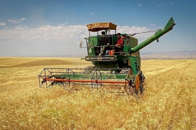 به بار نشستن خوشه های طلایی گندم و جو در گیلان
